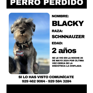 Lost Dog BLACKY