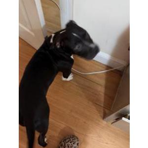 Lost Dog Oreo