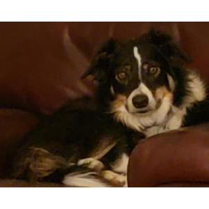 Lost Dog Chrissy