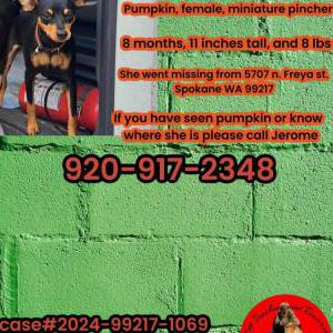 Lost Dog Pumpin