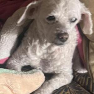 Image of Princess, Lost Dog