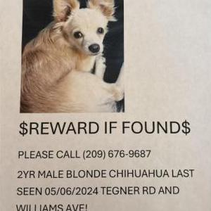 Lost Dog taco