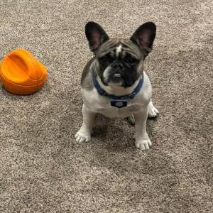 Lost Dog Carlee
