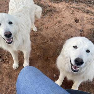 Lost Dog Daisy