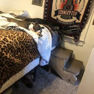 Lost Dog Jayda