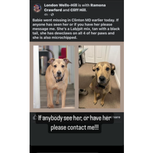 Image of Babie, Lost Dog