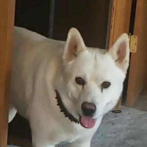 Lost Dog Leviathan