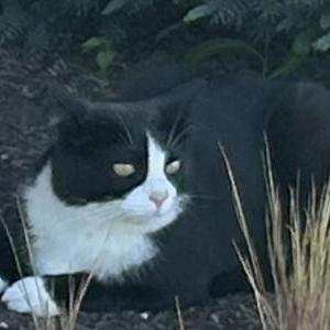 Lost Cat Figaro