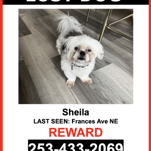 Lost Dog Sheila