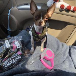 Lost Dog Canela