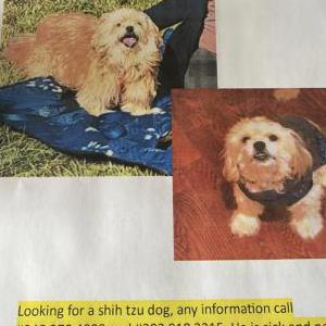 Lost Dog Panchito