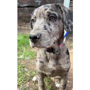 Lost Dog Winnie