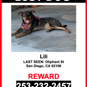 Image of Lili, Lost Dog