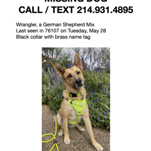 2nd Image of Wrangler, Lost Dog