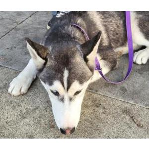 Lost Dog Loo Dawg