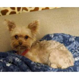 Image of Chiquis, Lost Dog