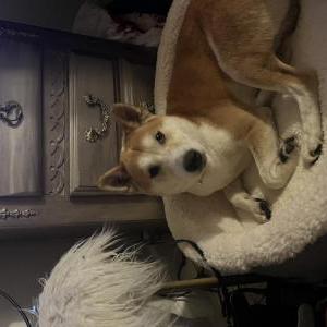 Lost Dog Kai