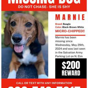 Lost Dog Marnie