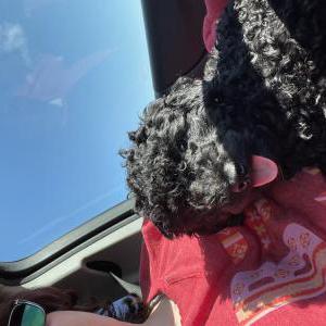 2nd Image of Noah, Lost Dog