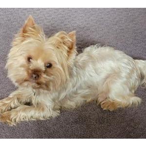 2nd Image of Milo, Lost Dog