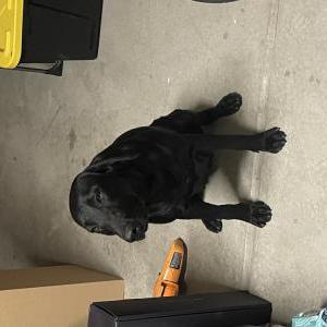 Found Dog Unknown