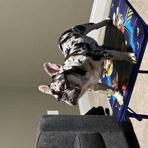Lost Dog Tank