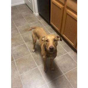 Lost Dog Hudson