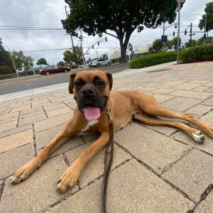 Lost 1 Boxer female (CA)