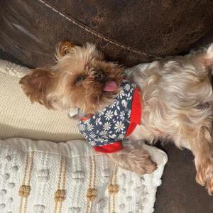 Lost Dog Chi Chi