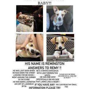 Lost Dog remy