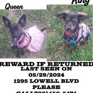 Image of King and Queen, Lost Dog