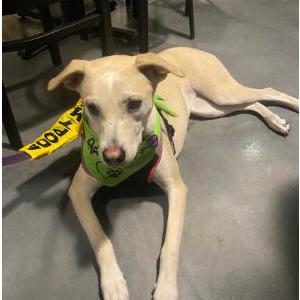 Lost Dog Razzie