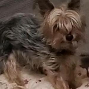 Lost Dog Pip