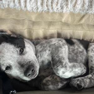 2nd Image of Cletus, Lost Dog