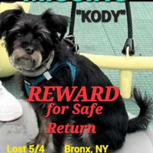 Lost Dog Kody