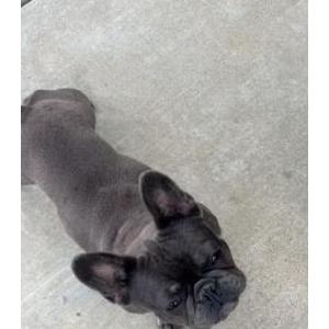 Lost Dog Harley