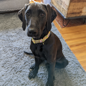 Lost Dog Mable