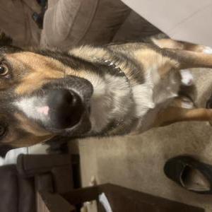 Image of Stu, Lost Dog