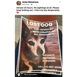 Lost Dog Pete
