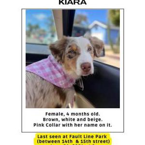 Lost Dog Kiara
