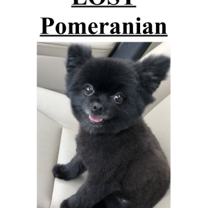 Lost Dog Leo
