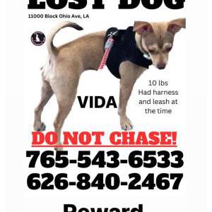 Lost Dog Vida