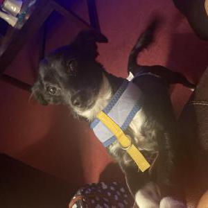 Lost Dog Benny