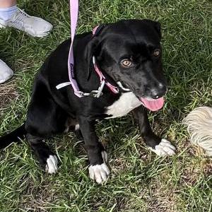 Lost Dog Lyla
