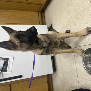 Found Dog Unkown