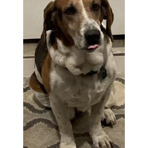Lost Dog Bruno