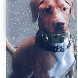 Lost Dog Jack-Jack