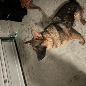 Found Dog Unknown