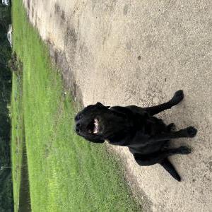 Found Dog Black female