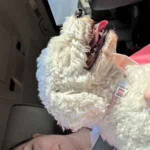 Found Dog Unknown